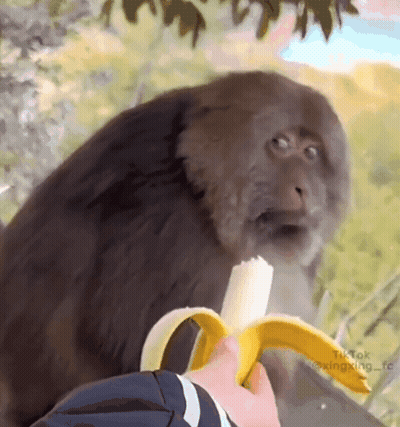 Monkey Eating Banana From Hand GIF