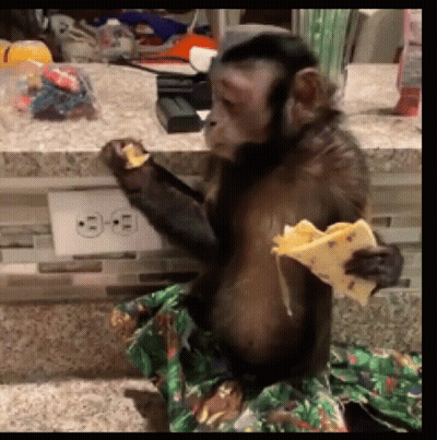 Monkey Eating Food Near Outlet GIF