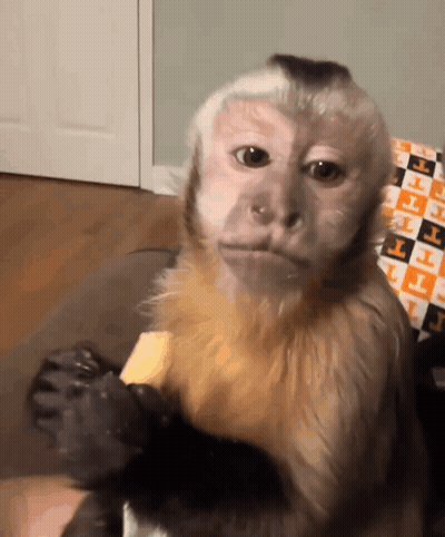 Monkey Eating Food With Letter T GIF