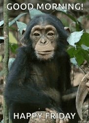 Monkey Eating Friday Morning GIF