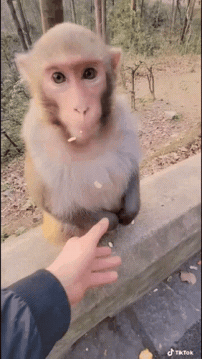 Monkey Eating Nut Next To Hand GIF