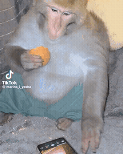 Monkey Eating Orange On Couch Looking At Phone GIF