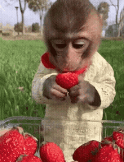 Monkey Eating Strawberry From Container GIF