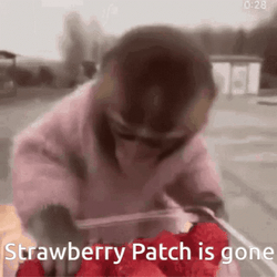 Monkey Eating Strawberry Meme GIF