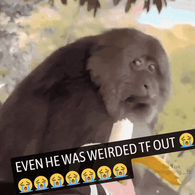 Monkey Even He Was Weirded Tf Out GIF