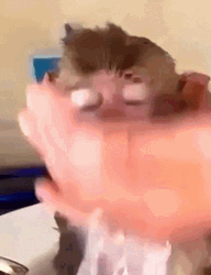 Monkey Face Bath GIF