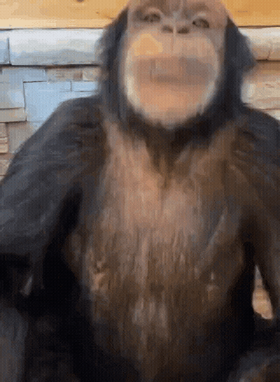 Monkey Face Close Up GIF