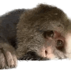 Monkey Face Close Up Sticker