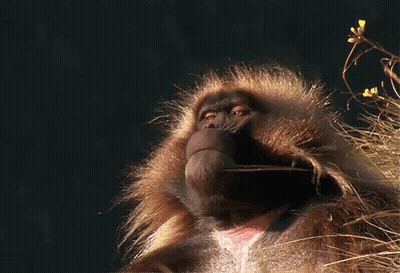 Monkey Face Close Up Dark Background GIF