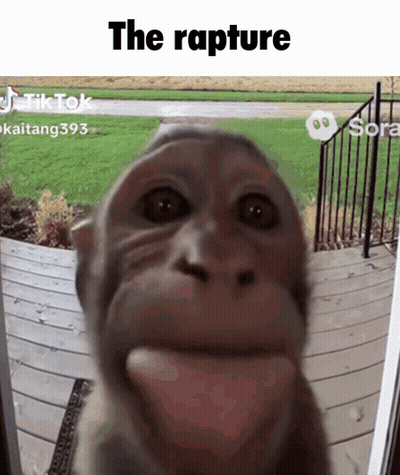Monkey Face Close Up The Rapture GIF