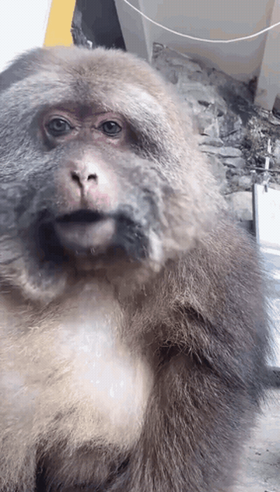 Monkey Face Close Up With Sign GIF