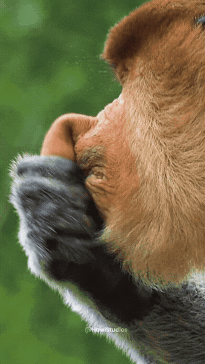 Monkey Face With Green Background And Studios GIF
