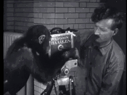 Monkey Filming GIF