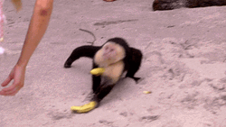 Monkey Getting And Running The Spinning Banana Away GIF