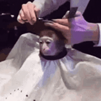 Monkey Getting Haircut By Man GIF