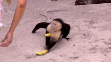Monkey Grab Savannah Bananas GIF