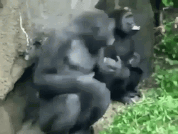 Monkey Head Spinning GIF