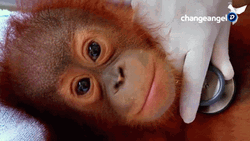 Monkey Hear Lungs Sound GIF