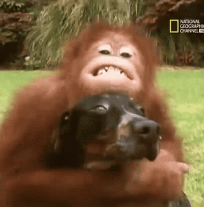 Monkey Holding Dachshund Making Face GIF