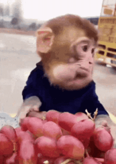Monkey Holding Grapes Looking At Camera GIF