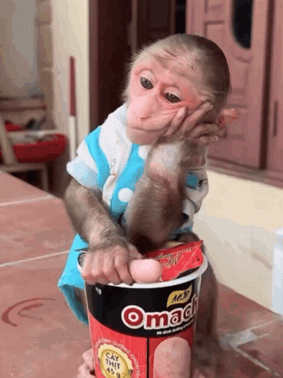 Monkey Holding Omach Noodles GIF