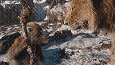 Monkey Holding Rope Next To Lion 2005 GIF