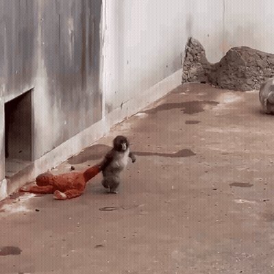 Monkey Holding Stuffed Animal GIF