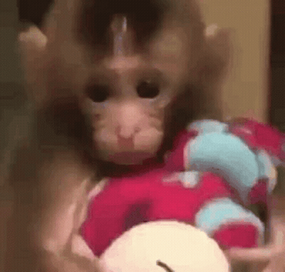 Monkey Holding Stuffed Animal GIF