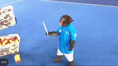 Monkey Holding Tennis Racket On Tennis Court GIF