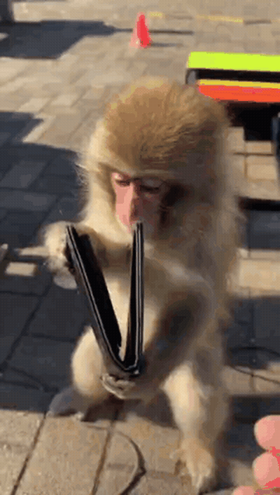 Monkey Holding Wallet In Mouth Sitting On Ground GIF