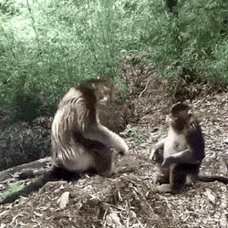 Monkey Hug GIF