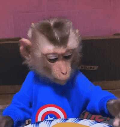 Monkey In Blue Captain America Sweater GIF