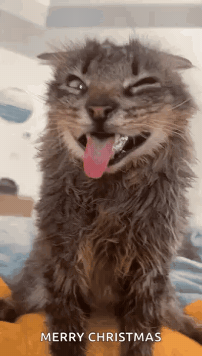 Monkey In Boat Saying All Aboard GIF