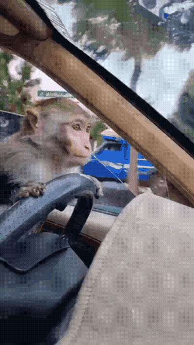 Monkey In Driver's Seat Looking Out Window GIF