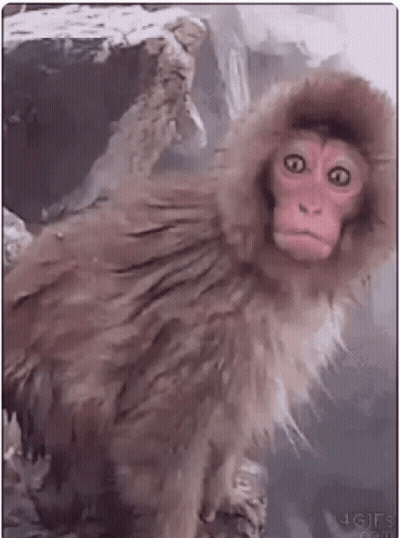 Monkey In Furry Hood GIF