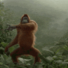 Monkey In Hooded Jacket Standing In Woods GIF