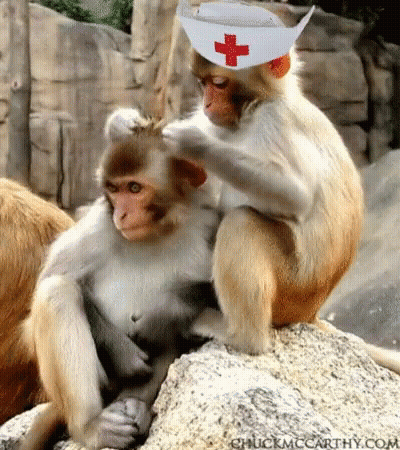 Monkey In Nurse Hat Petting Another Monkey GIF