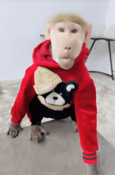 Monkey In Red Hoodie With Teddy Bear GIF