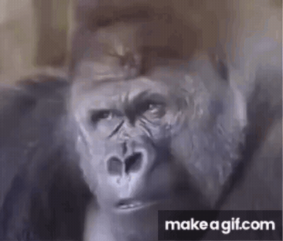 Monkey In Sunglasses And Baka Shirt GIF