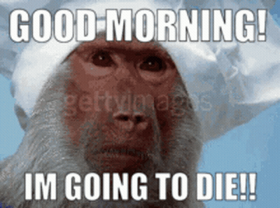 Monkey In White Hat Says Good Morning I'm Going To Die GIF