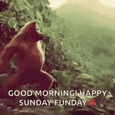Monkey Jumping Good Morning Happy Sunday Funday GIF