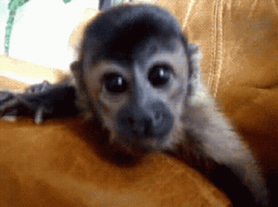 Monkey Laying On Couch Looking At Camera GIF