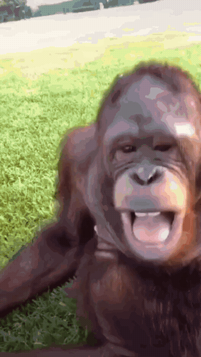 Monkey Laying On Grass With Tongue Out GIF