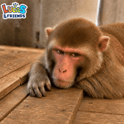 Monkey Laying On Wood With Lucas & Friends GIF
