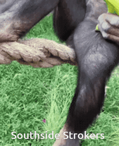 Monkey Leg With Southside Strokers GIF