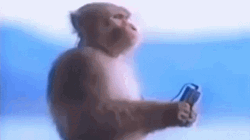 Monkey Listening To Music GIF