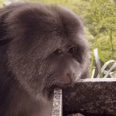 Monkey Looking At Camera Next To Fence GIF