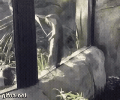 Monkey Looking Out Zoo Window GIF