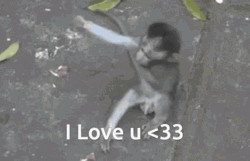 Monkey Loves Hugs I Love You Funny GIF
