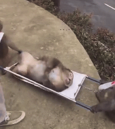 Monkey Lying On Stretcher Pulled By Dog GIF